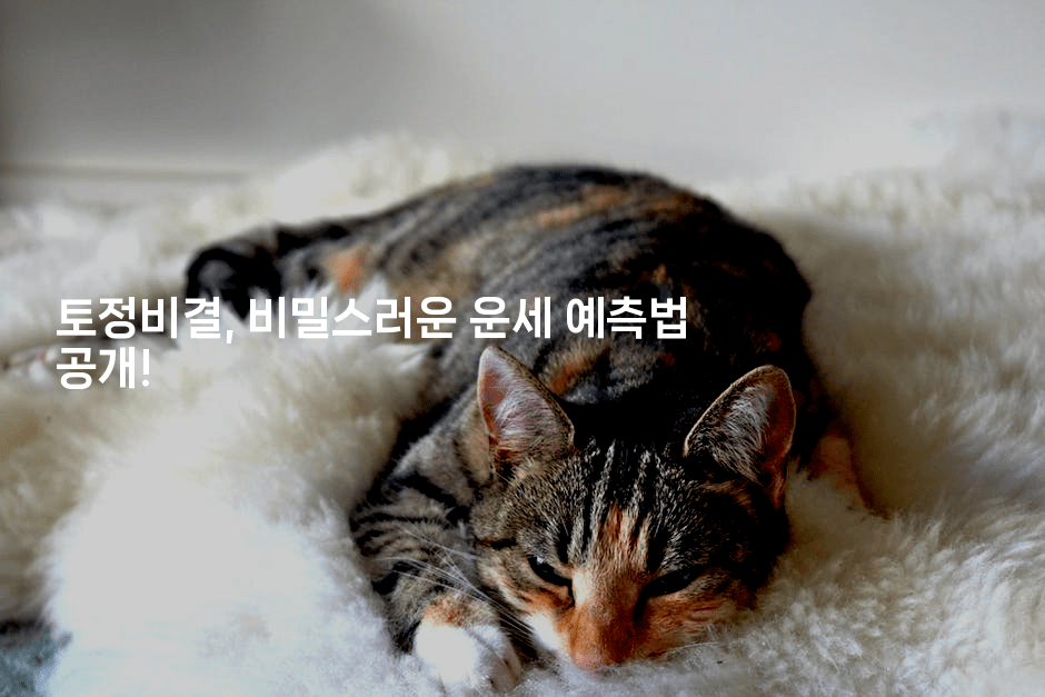토정비결, 비밀스러운 운세 예측법 공개!
2-꿈해몽