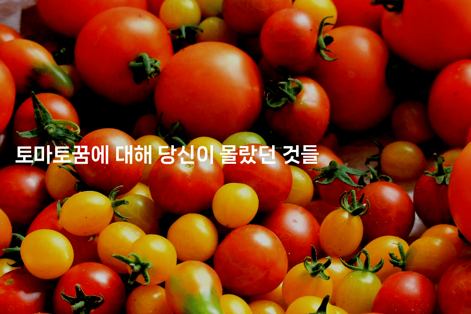 토마토꿈에 대해 당신이 몰랐던 것들2-꿈해몽