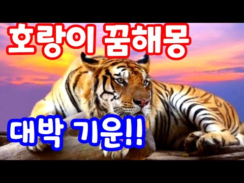 [미스테리현장] Ep.2 꿈해몽 호랑이꿈해몽 최고의 호랑이꿈 보시고 대박 좋은 기운 잘받으세요!! 새해복많이받으세요!! 미스테리 현장 속으로~~ 미스테리!!