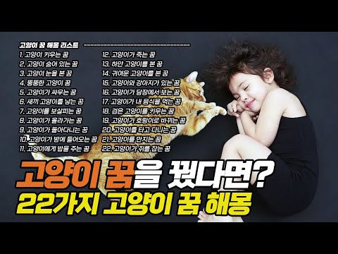 어젯밤 내가 꾼 고양이 꿈 해몽! 길몽일까? 흉몽일까? | Cat dream, interpretation | 냥이생각