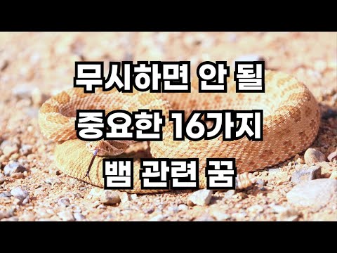 의미심장한 일을 암시하는 16가지 뱀 나오는 꿈 해몽