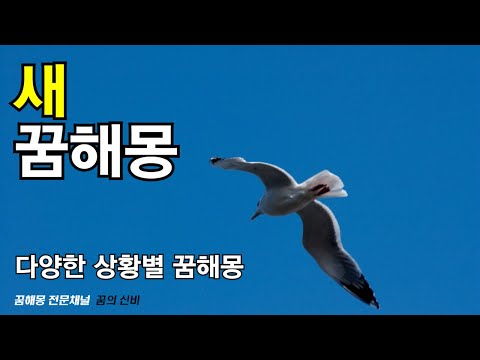 새꿈, 새꿈해몽이 궁금하다면 반드시 확인해야 하는 영상