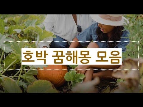 호박꿈해몽 꿈풀이 총집합/누런호박따는꿈/은 호박 따는꿈/호박꽃을 보는꿈해몽/호박을 받는꿈해몽/호박을 먹는 꿈해몽/